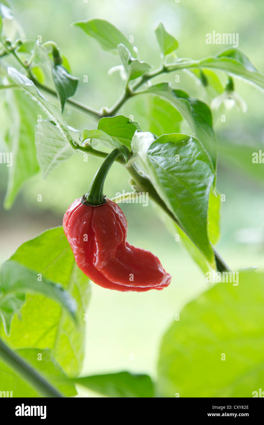 Un Naga Dorset Chilly Pepper (parmi les plus chaudes chilly variétés connu) croissant sur l'usine, red hot, mûrs et prêts pour la cueillette. Banque D'Images