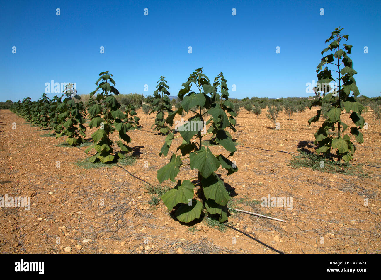 Pautounia Tomentosa plante la culture de plantation, production d'énergie de biomasse, Majorque Baléares Espagne Banque D'Images