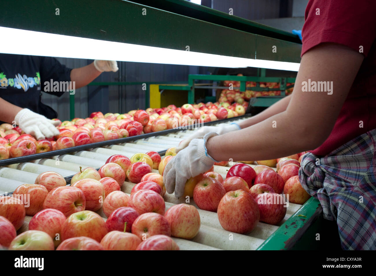 Le tri et le traitement d'Apple dans la vallée de San Joaquin en Californie. Banque D'Images