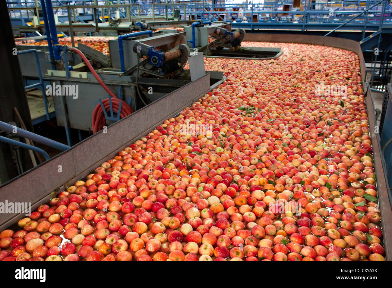 Le tri et le traitement d'Apple dans la vallée de San Joaquin en Californie. Banque D'Images