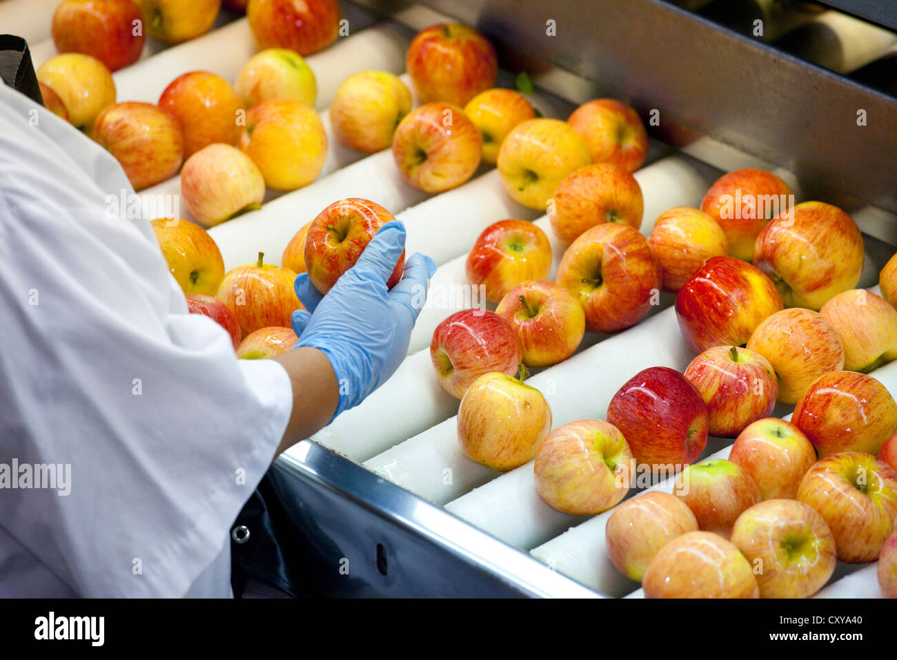 Le tri et le traitement d'Apple dans la vallée de San Joaquin en Californie. Banque D'Images