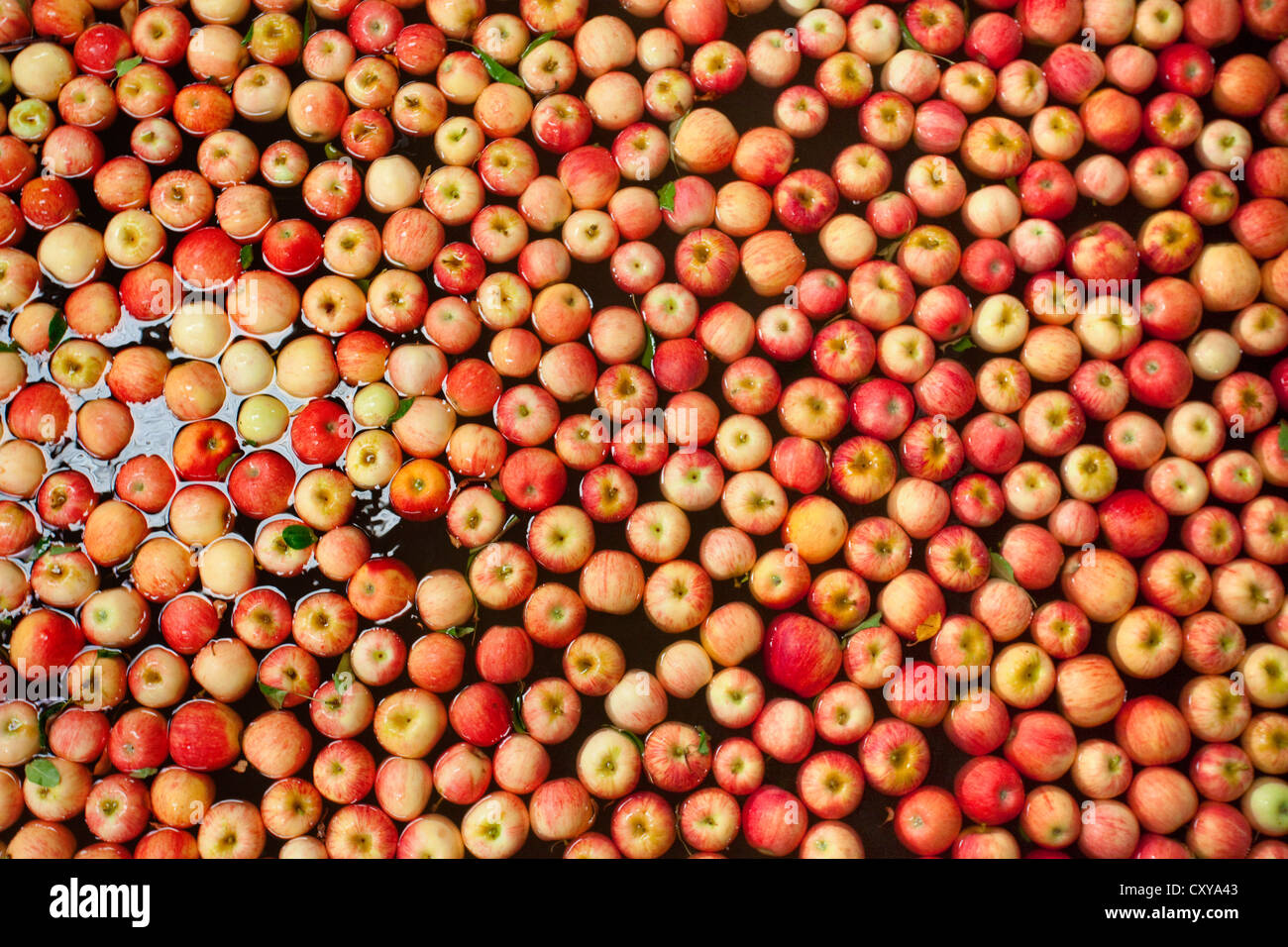 Le tri et le traitement d'Apple dans la vallée de San Joaquin en Californie. Banque D'Images