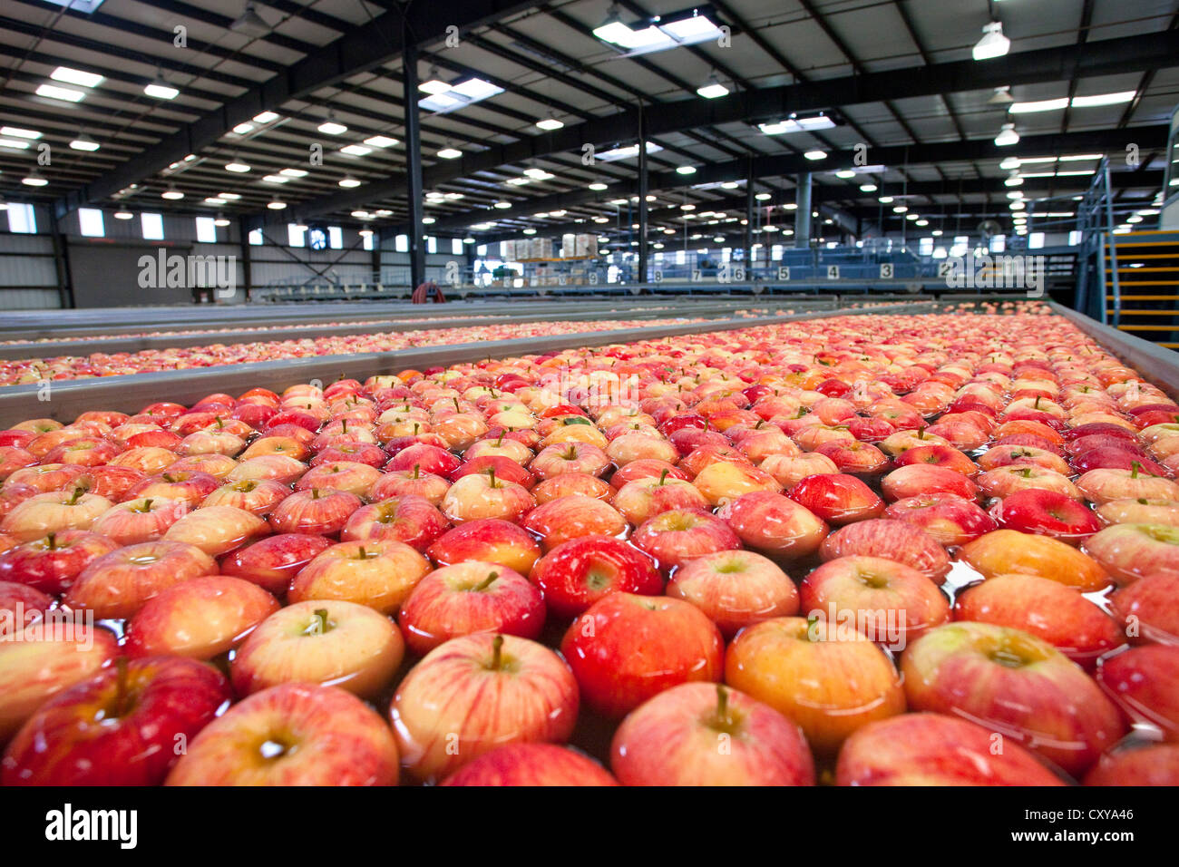 Le tri et le traitement d'Apple dans la vallée de San Joaquin en Californie. Banque D'Images