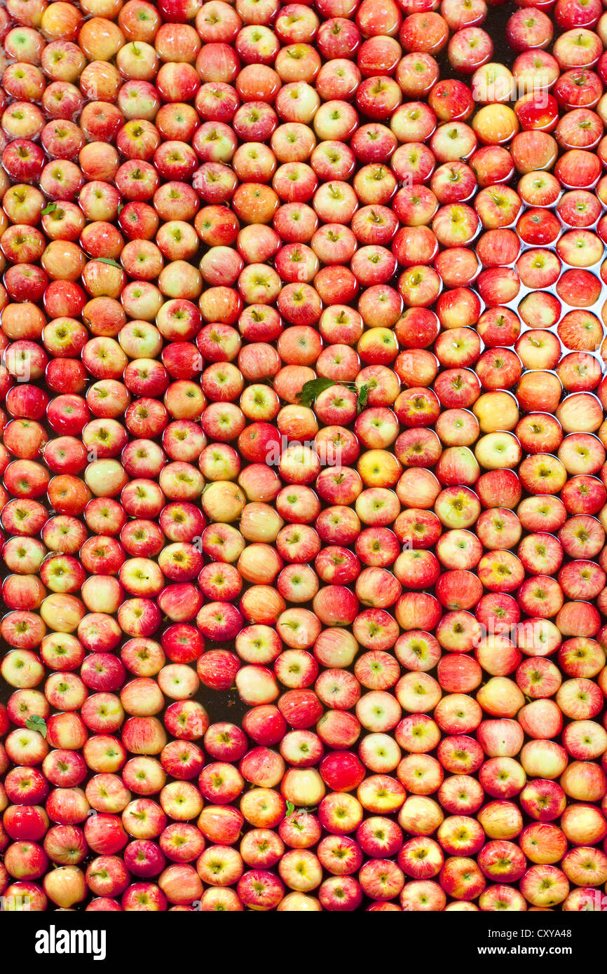 Le tri et le traitement d'Apple dans la vallée de San Joaquin en Californie. Banque D'Images