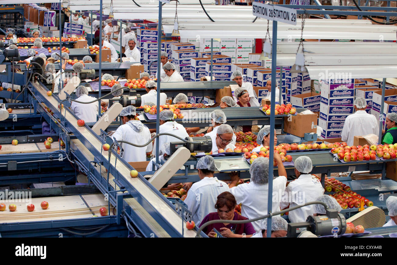 Le tri et le traitement d'Apple dans la vallée de San Joaquin en Californie. Banque D'Images