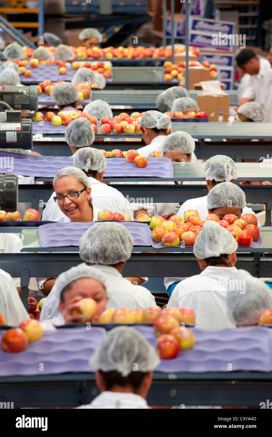 Le tri et le traitement d'Apple dans la vallée de San Joaquin en Californie. Banque D'Images