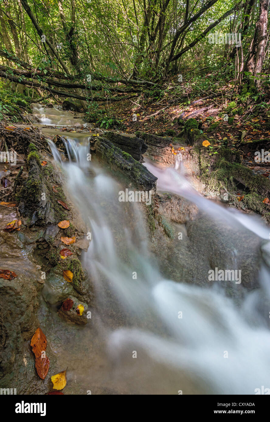 Du dépôt de flux en tuf beechwood Cotswold Banque D'Images