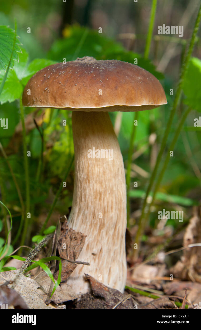 Seul Gros plan de champignons Boletus edulis comestibles Banque D'Images