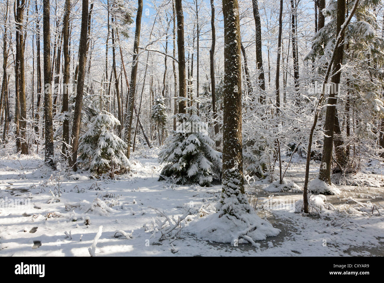 Après les chutes de neige dans des zones humides se matin de neige arbres emballés et congelés autour de l'eau Banque D'Images