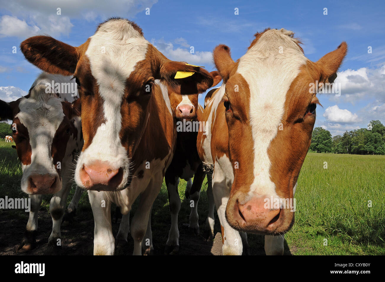 Les vaches brunes et blanches sur un pré Banque D'Images