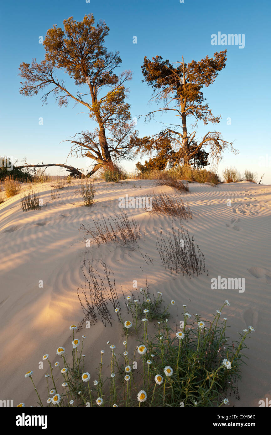 Dunes de sable sur les murs de la Chine à Mungo National Park, New South Wales, Australie Banque D'Images