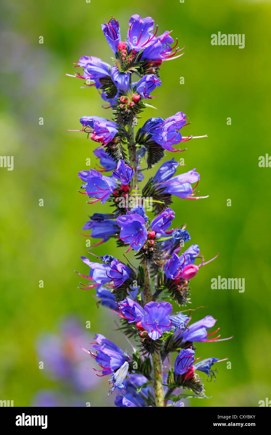 La vipère ou Blueweed Vipérine commune (Echium vulgare), la floraison, la plante sauvage Banque D'Images