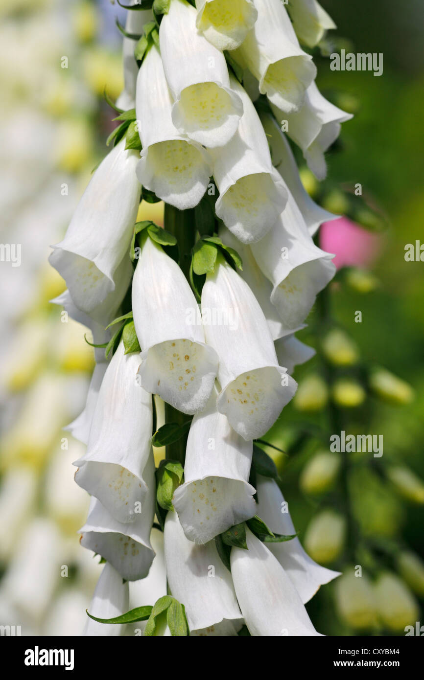Politique digitale (Digitalis purpurea), fleurs blanches, plante médicinale, plante toxique, Schleswig-Holstein Banque D'Images