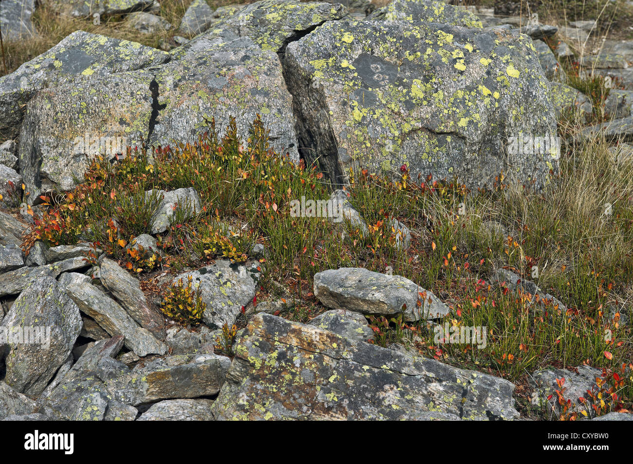 Les myrtilles plantes entre les rochers, Gran Paradiso NP, Piémont, Italie Banque D'Images