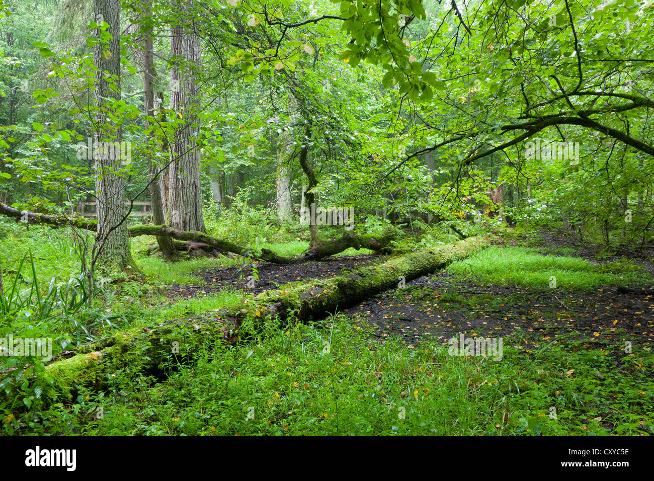 Riche peuplement feuillu dans de fortes pluies avec de vieux chênes et cassé un enveloppé de mousse en premier plan Banque D'Images