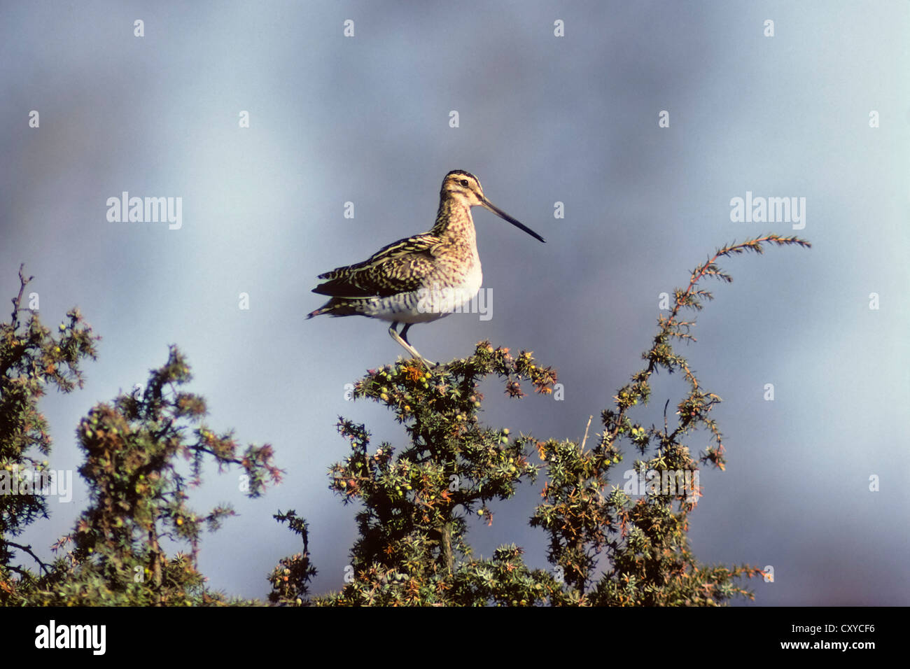 La Bécassine des marais (Gallinago), oiseau de l'année 2013, perché sur un belvédère, Juniper, Oeland, Suède, Europe Banque D'Images