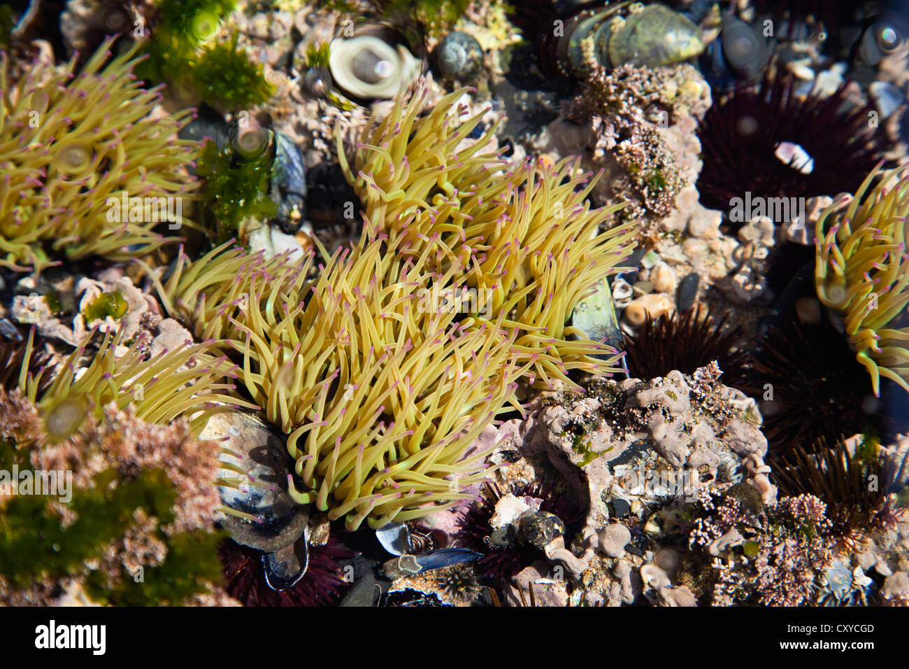 Anémone Anemonia sulcata (Snakelocks), de la marée, de la piscine, de l'Algarve, Portugal, Europe de l'Atlantique Banque D'Images