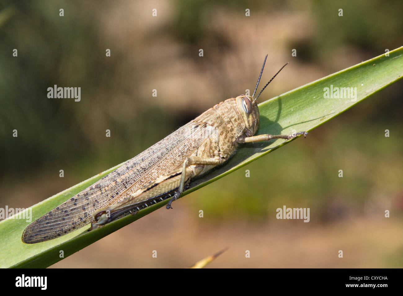 Criquet migrateur (Locusta migratoria), Portugal, Europe Banque D'Images