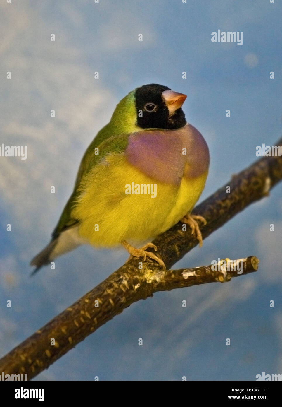 Gouldian Finch (erythrura gouldiae) Banque D'Images