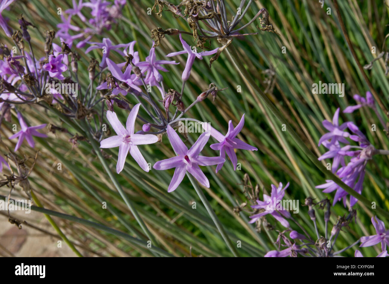 Tulbaghia Violacea poussant dans le jardin botanique de Cap Roig Banque D'Images