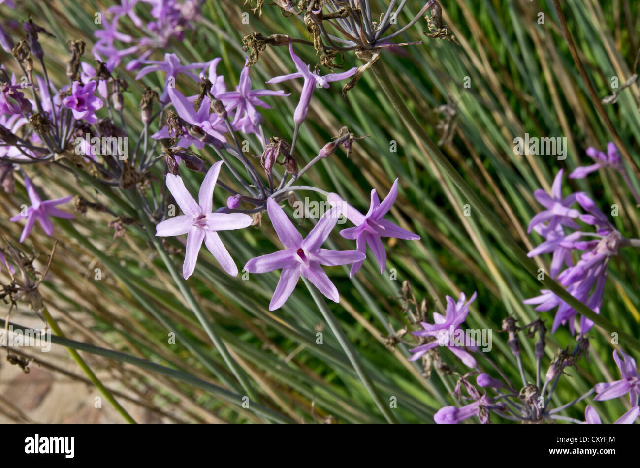 Tulbaghia Violacea poussant dans le jardin botanique de Cap Roig Banque D'Images