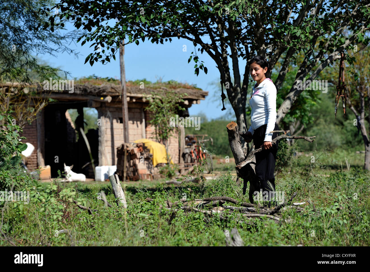 Jeune femme à ramasser du bois, Gran Chaco, Province de Santiago del Estero, en Argentine, en Amérique du Sud Banque D'Images