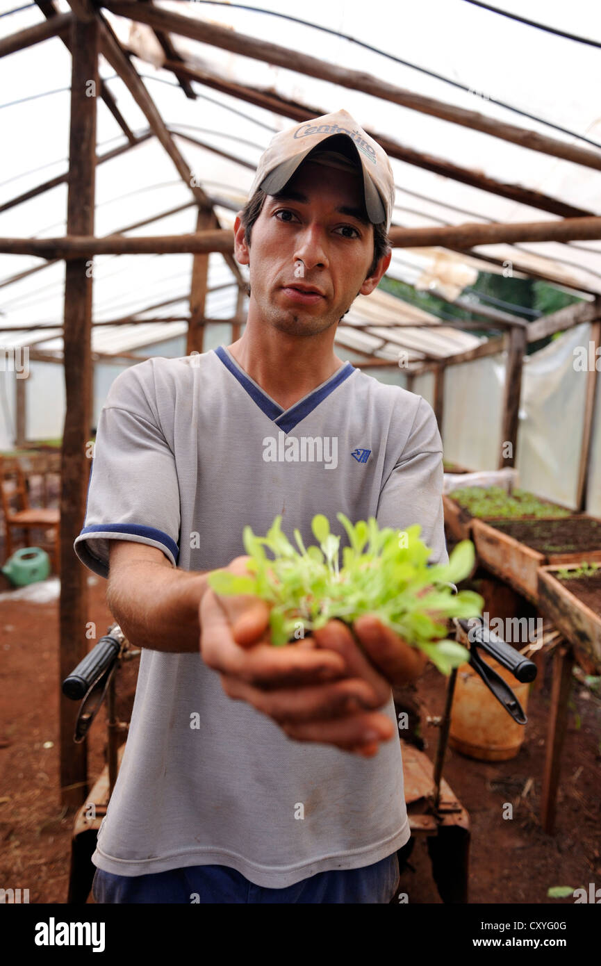L'agriculture biologique, jeune homme dans une pépinière de plants de laitue en tenant ses mains, de l'agriculture college CECTEC, Itapua Banque D'Images