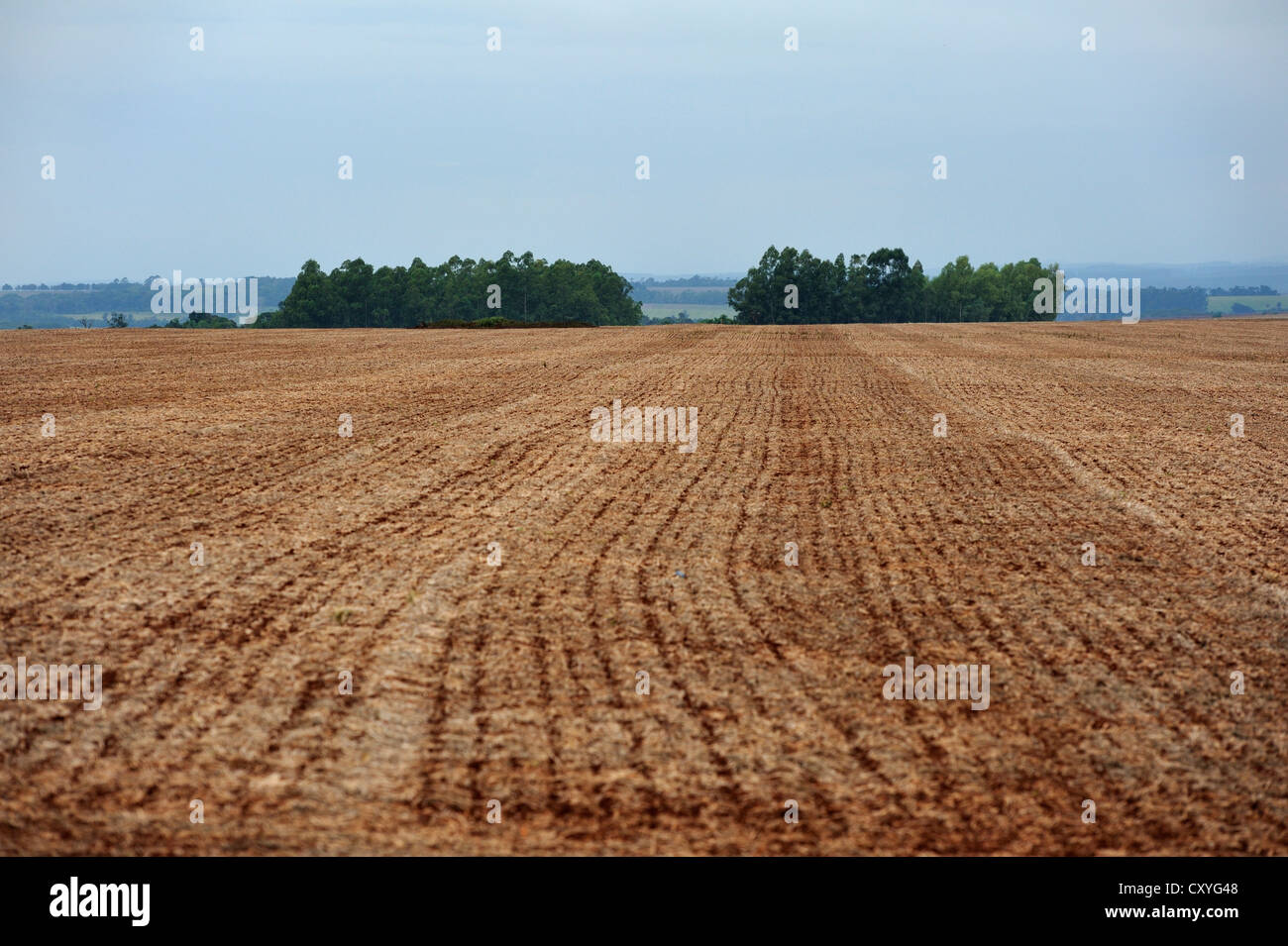 Champ labouré administré par un grand propriétaire foncier, vestiges de la végétation forestière d'origine à l'arrière, Alto Parana, Paraguay Banque D'Images