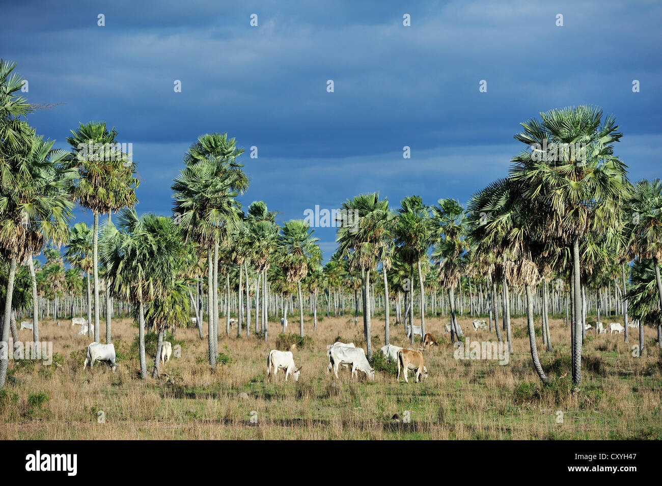 Savannah Palm avec le bétail, Emboscada, Departamento de la Cordillera, Paraguay, Amérique du Sud Banque D'Images