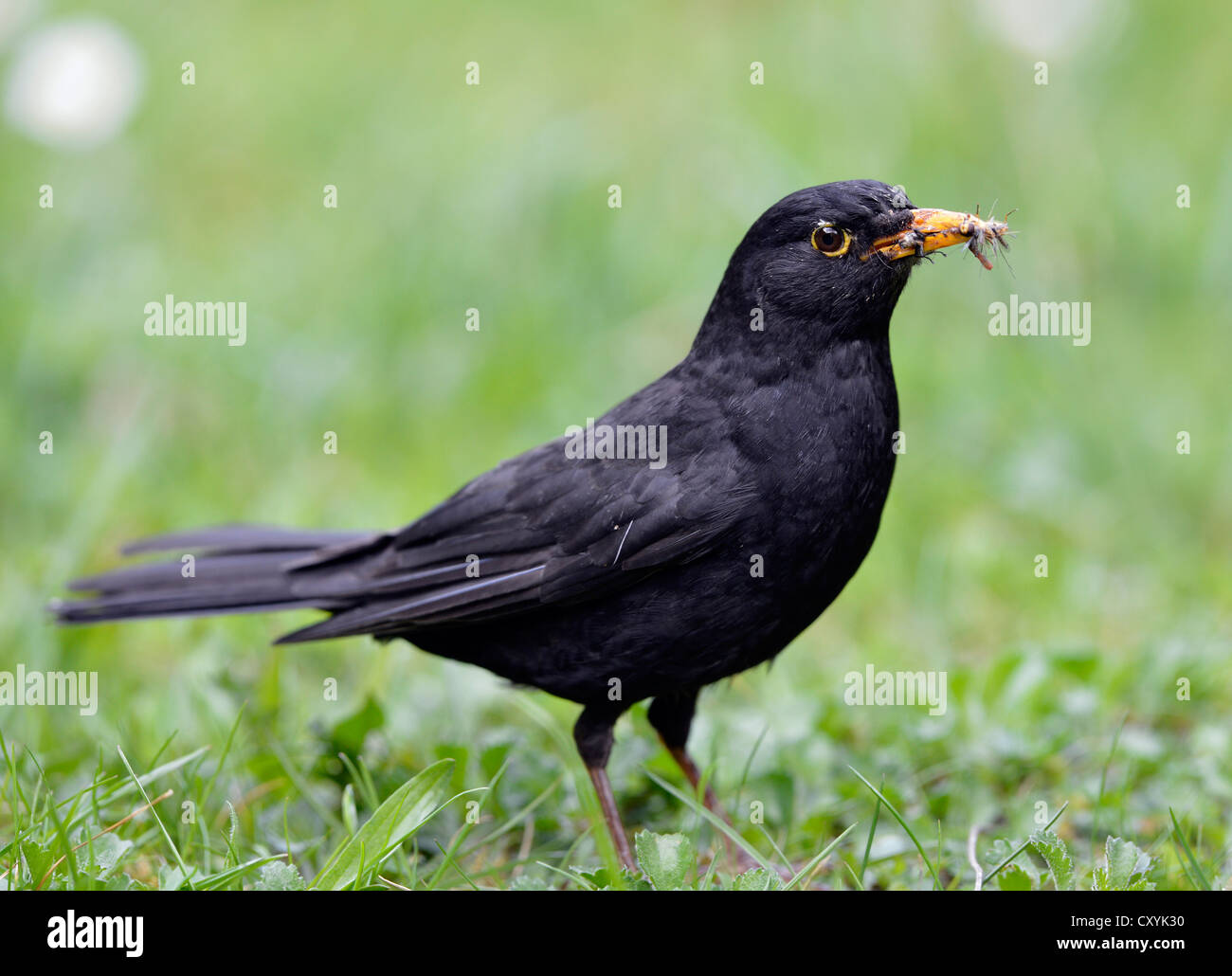Blackbird (Turdus merula), homme, la collecte d'insectes dans son bec Banque D'Images