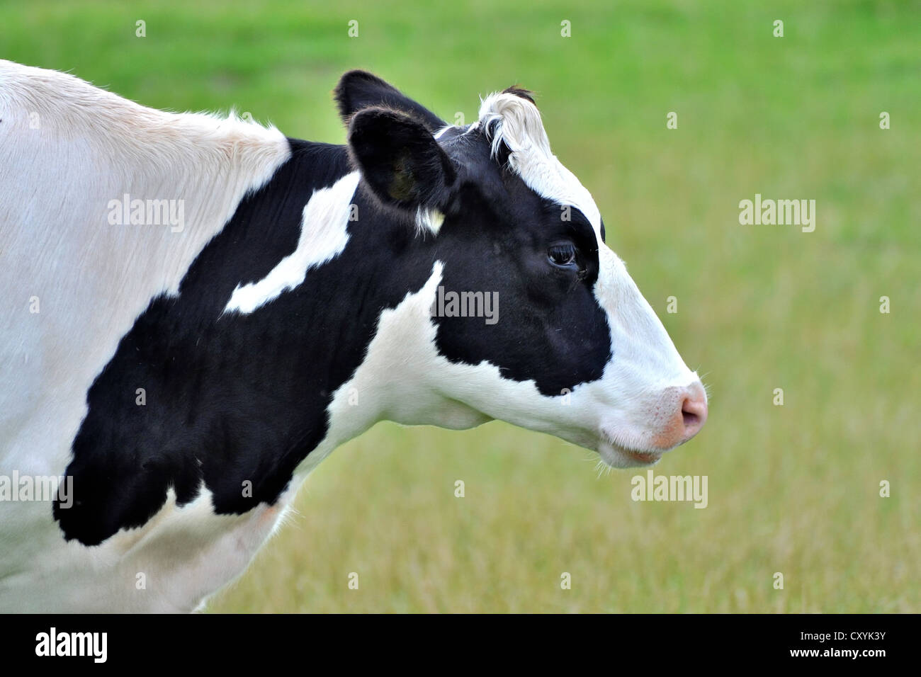 Tête d'une vache noir et blanc Banque D'Images