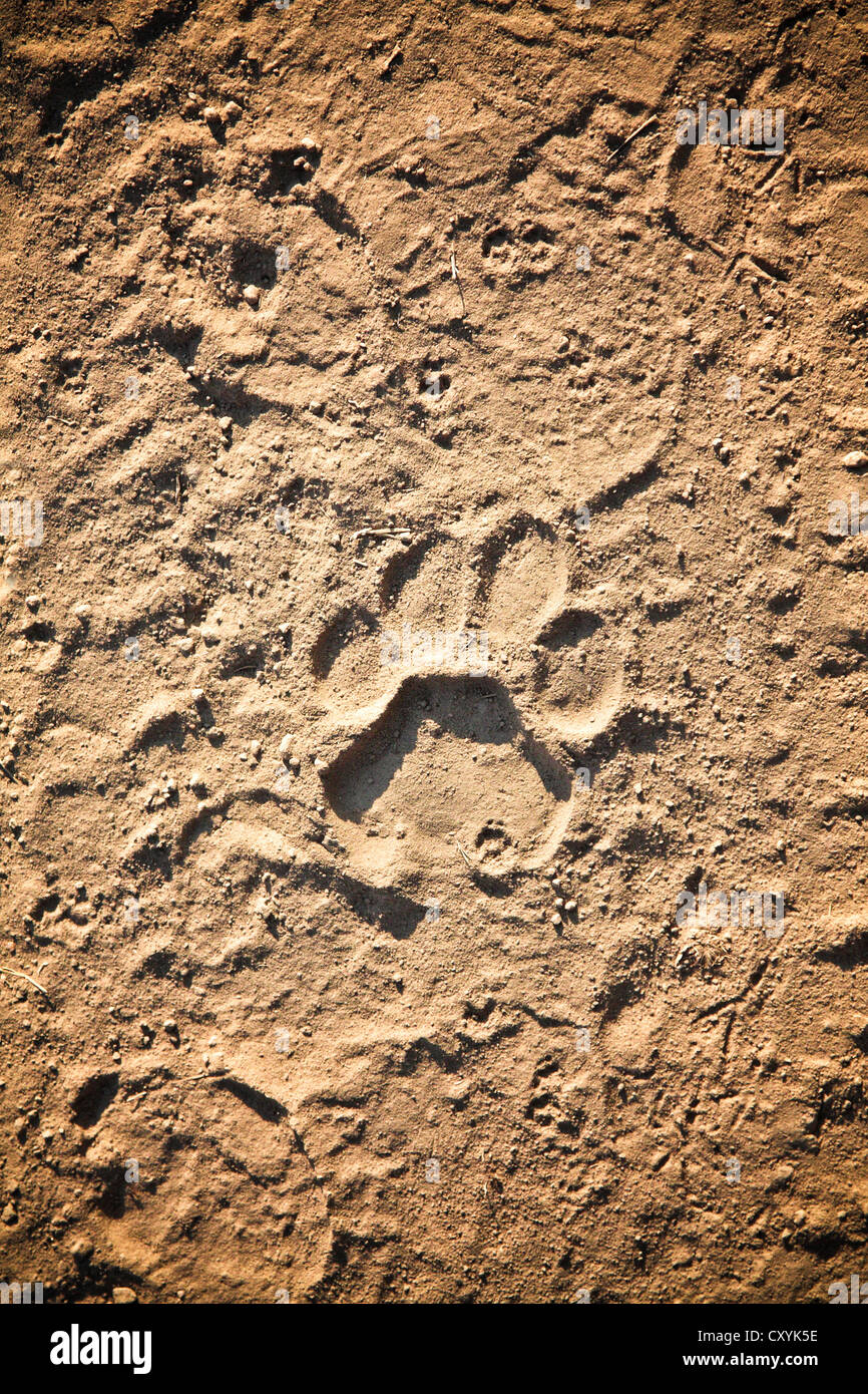 Détail de trace de lion en Zambie Banque D'Images