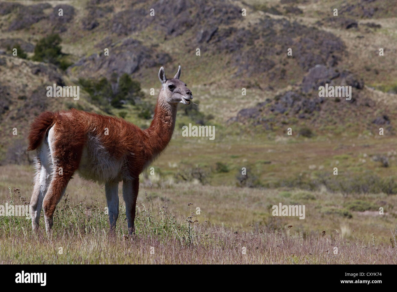 Un wild guanaco (Lama guanicoe) debout sur un pré, Cochrane, région de Aysen, Patagonie, Chili, Amérique du Sud, Amérique Latine Banque D'Images