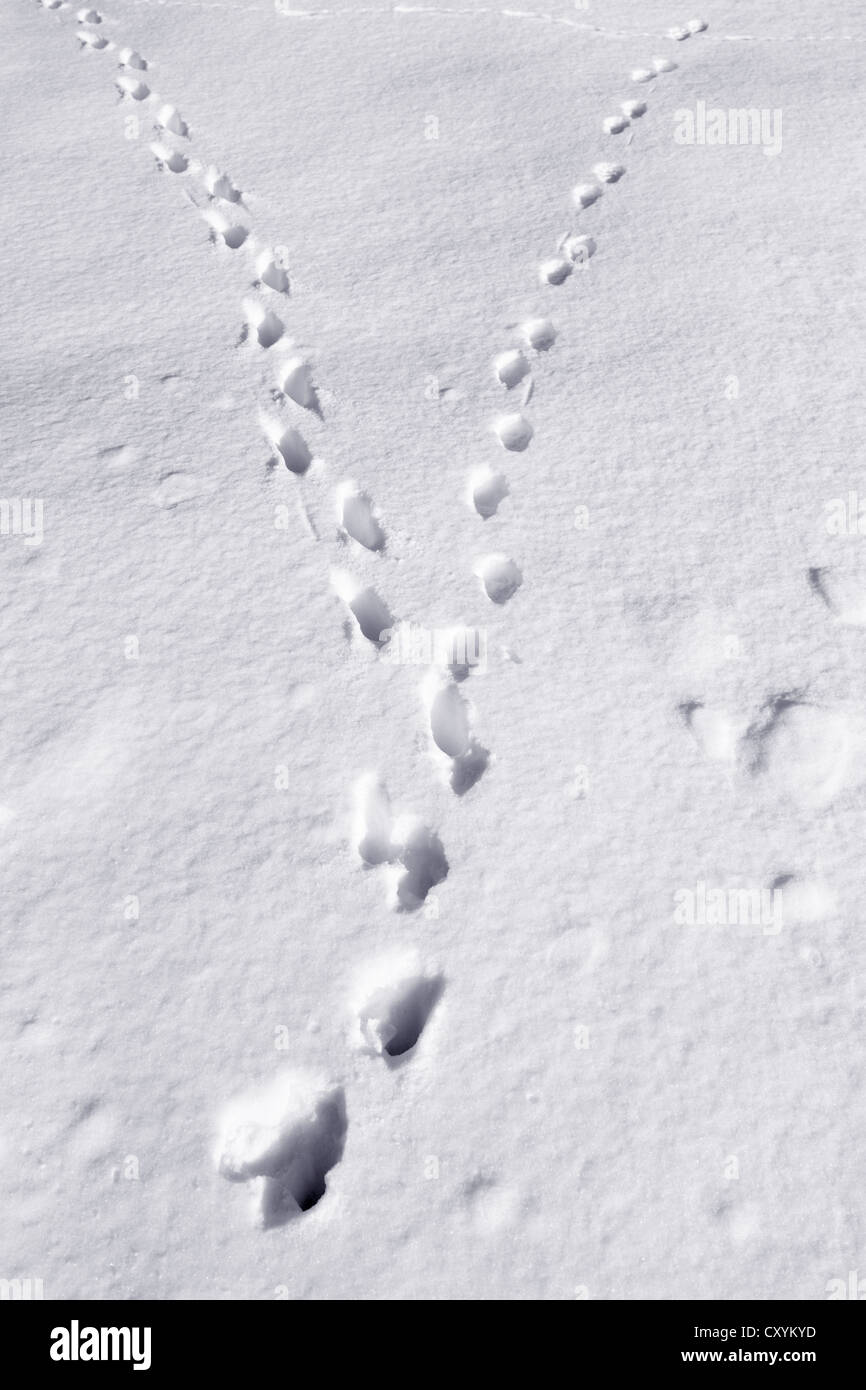 Des pistes d'animaux, les voies d'un chat dans la neige fraîchement tombée, Gummersbach, Rhénanie du Nord-Westphalie Banque D'Images
