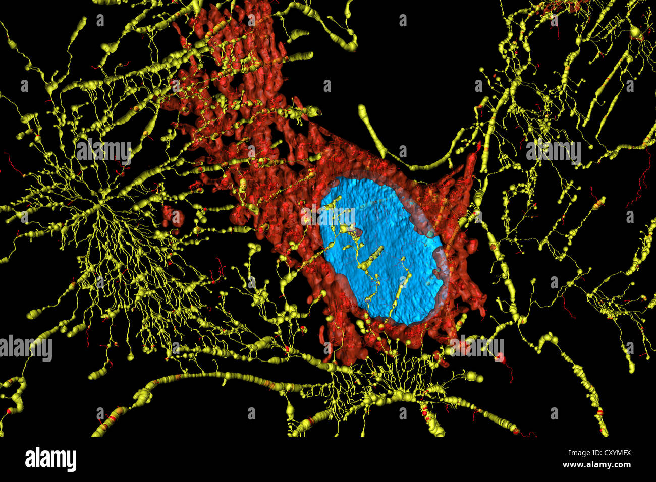 Micofilaments, les mitochondries et les noyaux dans les cellules fibroblastes Banque D'Images