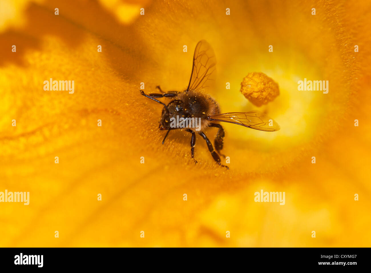 'Abeille à miel (Apis mellifera) sur Fleur de citrouille, Hokkaido, Japon, Asie Banque D'Images