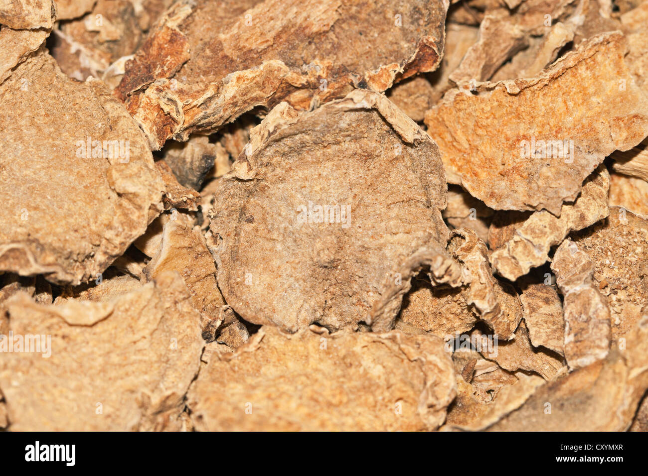 La Griffe du diable (Harpagophytum procumbens), plante médicinale, le traitement du cancer, l'arthrose traitement, racine, séchés, médecine, African Banque D'Images