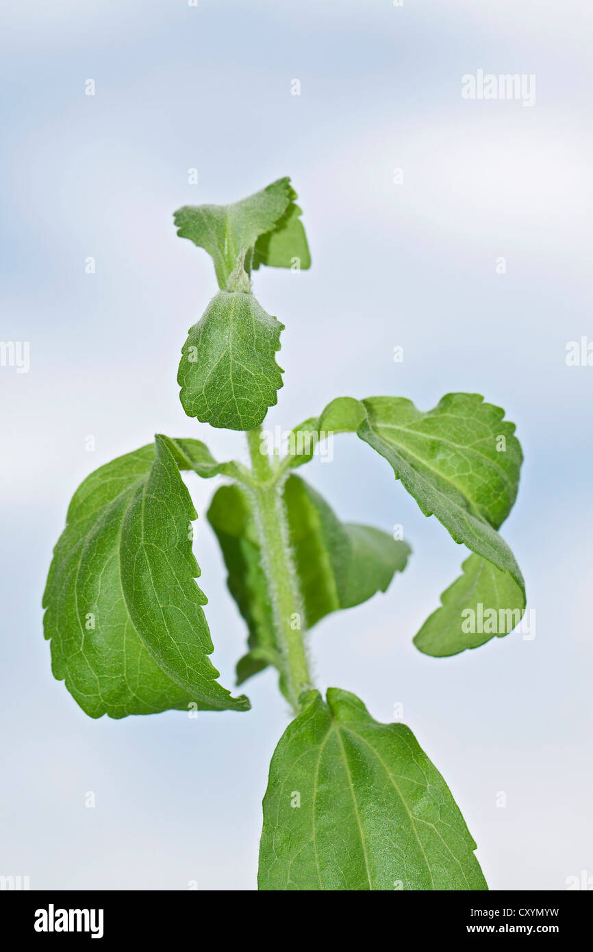 Stevia, sweetleaf ou sugarleaf (Stevia rebaudiana) Banque D'Images