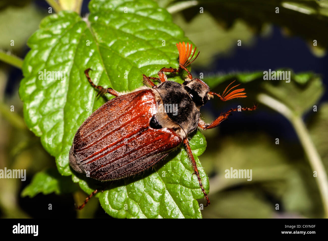 Cockchafer ou peut Bug (Melolontha melolontha) sur une feuille de menthe Banque D'Images