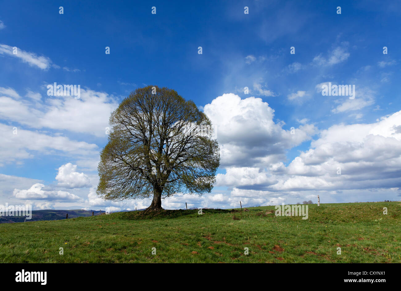 Arbre solitaire dans un paysage du Parc Naturel Régional des Volcans d'Auvergne, Parc Naturel Régional des Volcans d'Auvergne, Cantal Banque D'Images