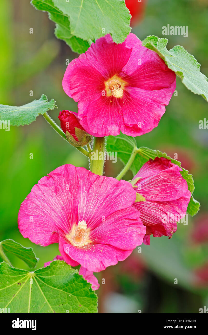 Rose Trémière (Alcea rosea, Althaea rosea, Althaea chinensis), Rhénanie du Nord-Westphalie Banque D'Images