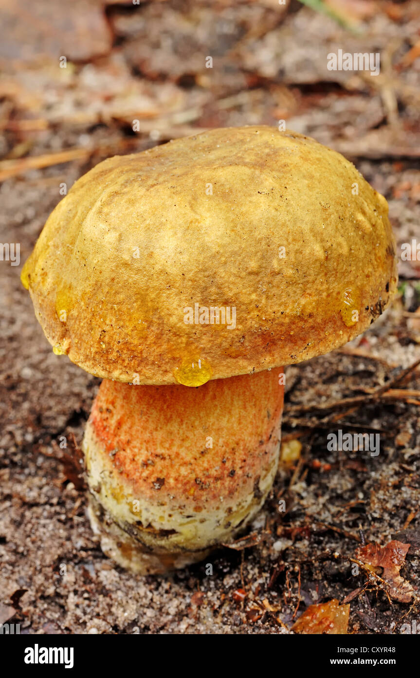 Lurid Bolet (Boletus luridus), Gueldre, Pays-Bas, Europe Banque D'Images