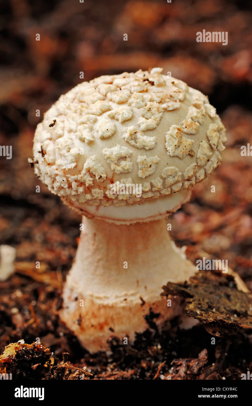 Le blush (Amanita rubescens), Gueldre, Pays-Bas, Europe Banque D'Images
