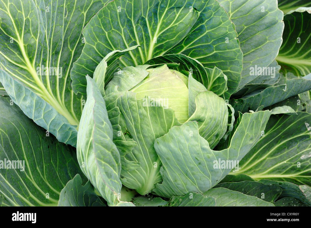 Chou blanc (Brassica oleracea convar. Capitata f alba), Rhénanie du Nord-Westphalie Banque D'Images