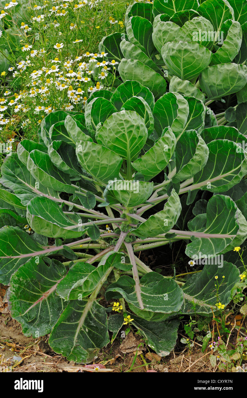 Le chou de Bruxelles (Brassica oleracea var. bullata subvar. gemmifera DC), Banque D'Images