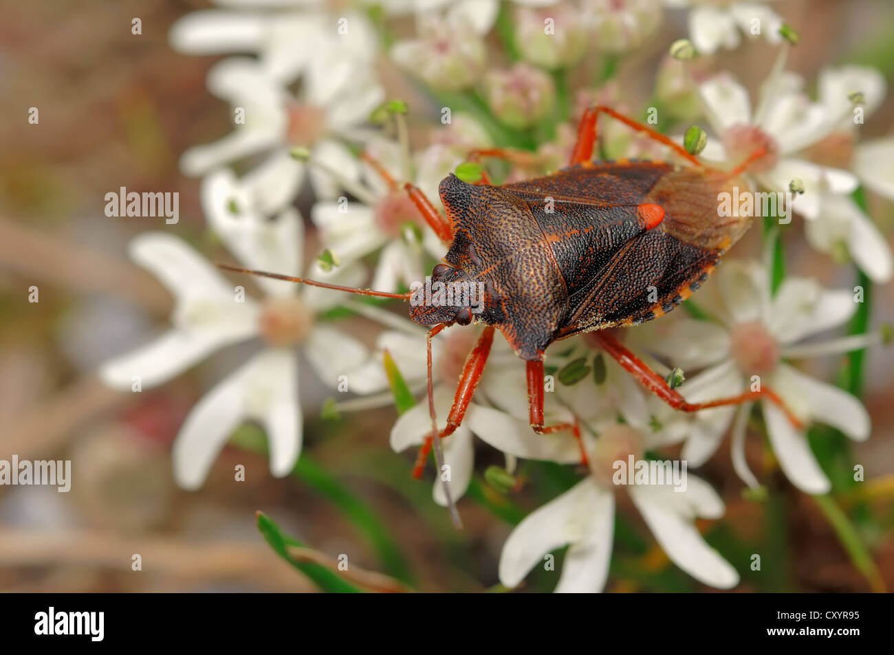 Pentatoma rufipes (bug des forêts), Rhénanie du Nord-Westphalie Banque D'Images