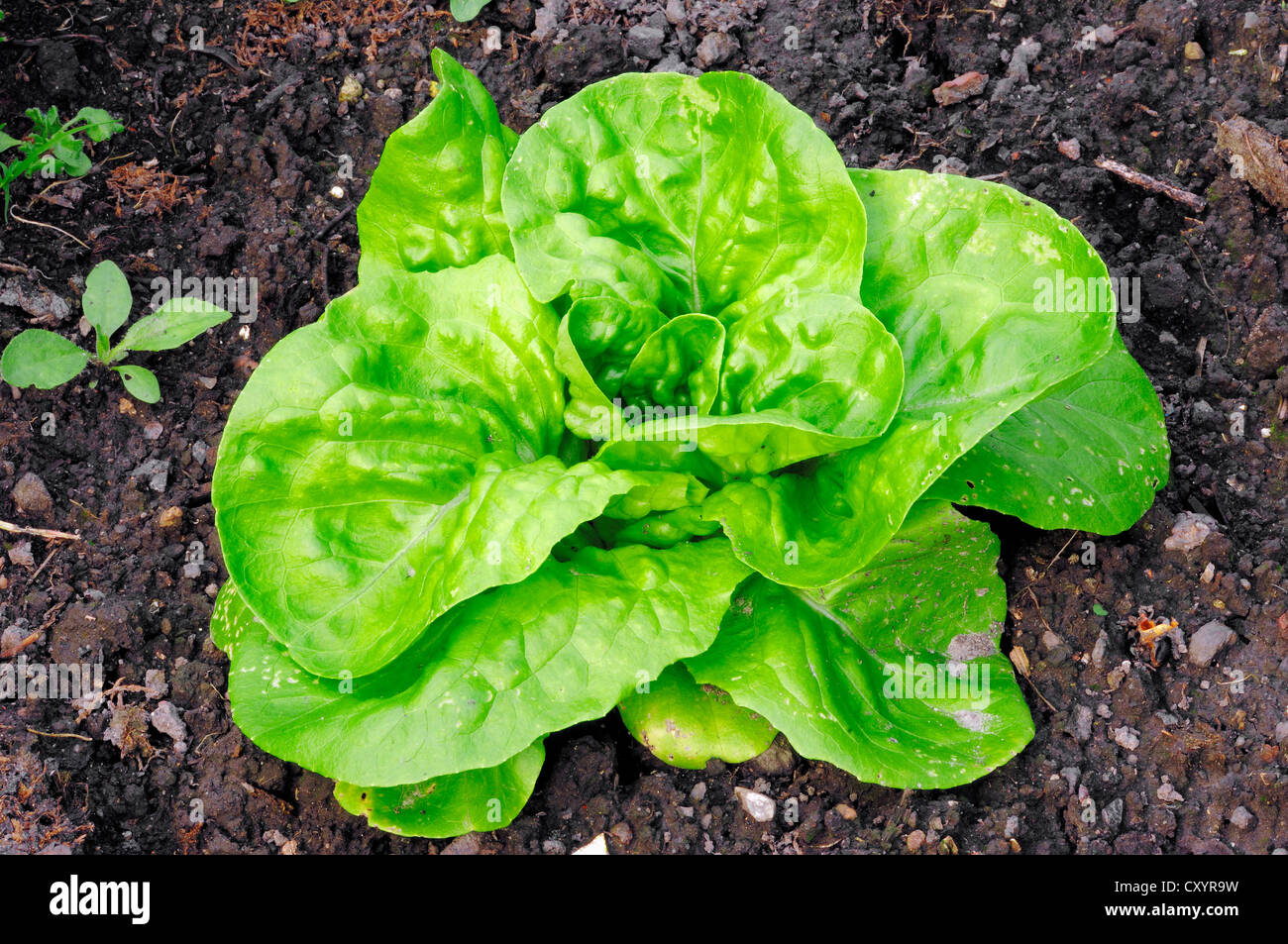 La laitue (Lactuca sativa var. capitata), Bergkamen, Rhénanie du Nord-Westphalie Banque D'Images
