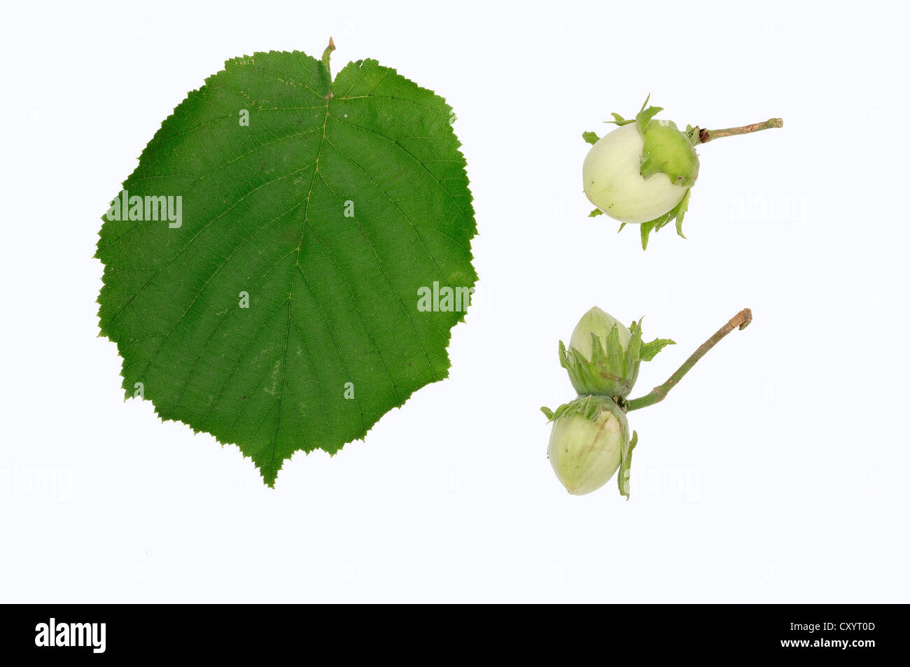 Le noisetier commun (Corylus avellana), une noisette et de feuilles Banque D'Images