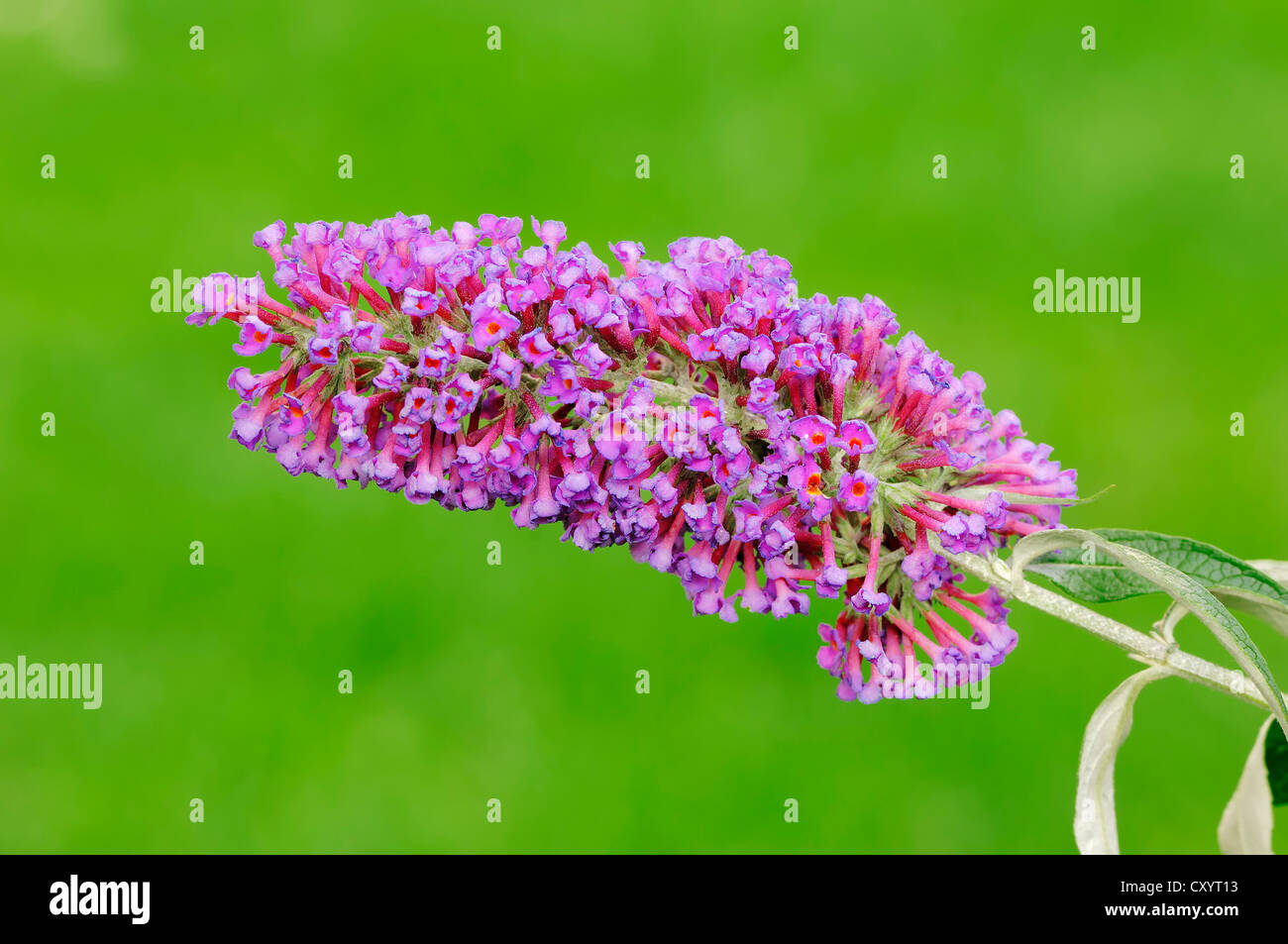 Arbre aux papillons ou des lilas (Buddleja davidii), la floraison, la Rhénanie du Nord-Westphalie Banque D'Images