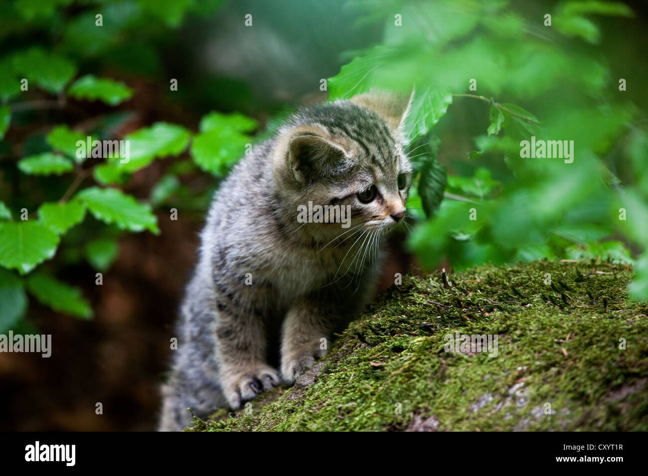 Jeune chat sauvage (Felis silvestris), Neuschoenau outdoor animal enclosure, Bavarian Forest, Bavaria, PublicGround Banque D'Images